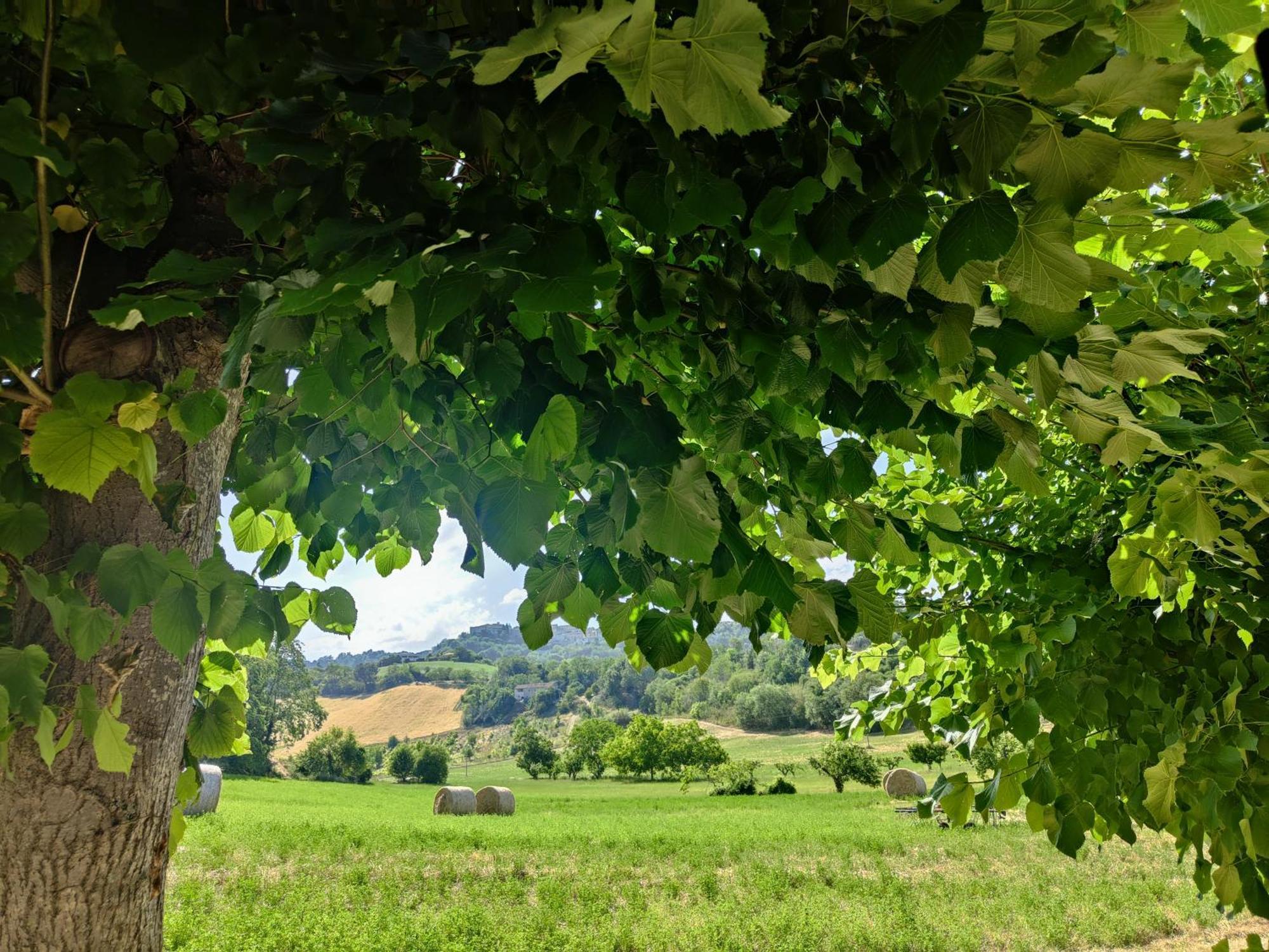 La Casa Del Duca Casa de hóspedes Montalto delle Marche Exterior foto